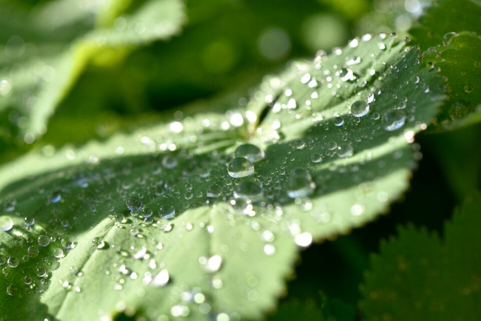 Green drop of water nature photo