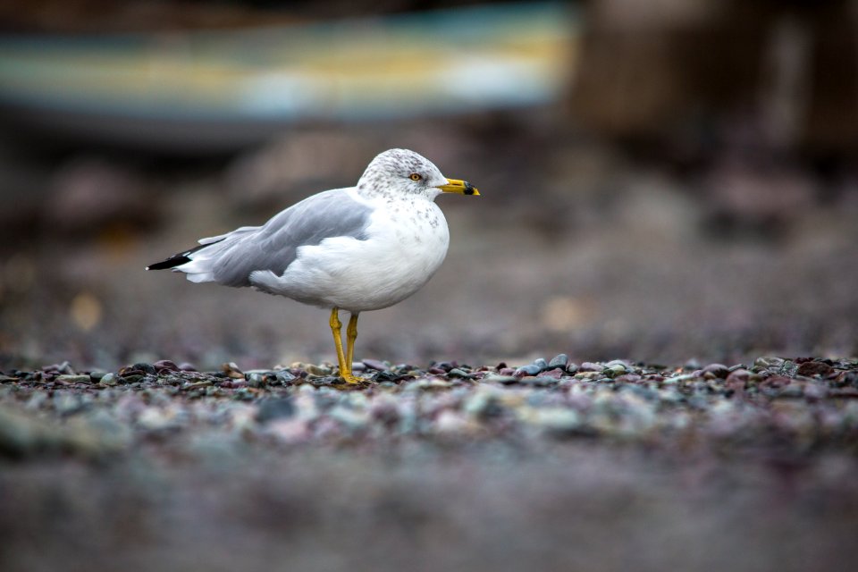 Ring-billed Gull - Lanus delawarensis