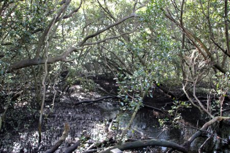 Avicennia marina. Grey Mangrove