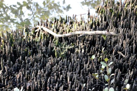 Avicennia marina. Grey Mangrove