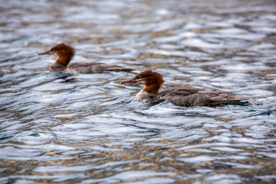 Common Mergansers - Mergus merganser