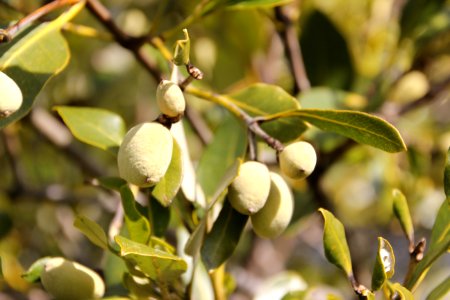 Avicennia marina. Grey Mangrove