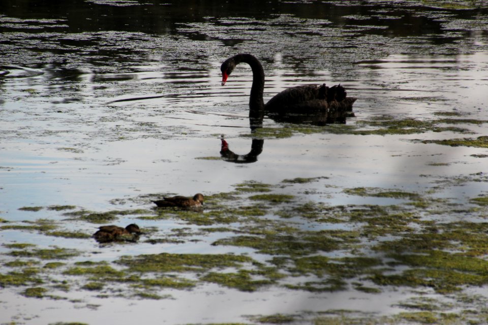 Black Swan. Cygnus atratus