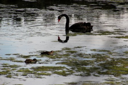 Black Swan. Cygnus atratus photo