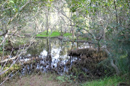 Avicennia marina. Grey Mangrove