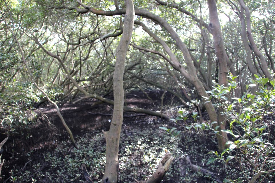 Avicennia marina. Grey Mangrove