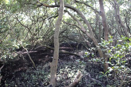 Avicennia marina. Grey Mangrove