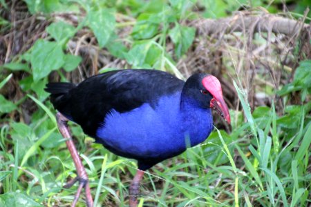 Purple Swamphen. Porphyrio porphyrio