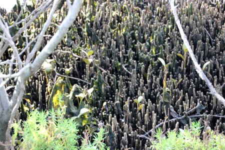 Avicennia marina. Grey Mangrove