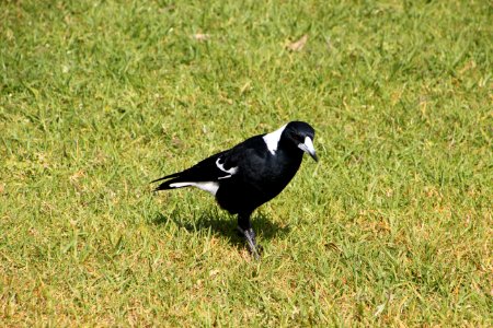 Australian Magpie. Gymnorhina tibicen