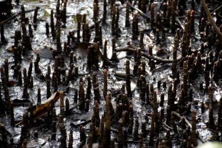 Avicennia marina. Grey Mangrove