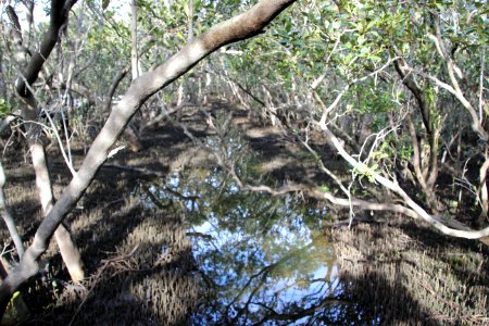 Avicennia marina. Grey Mangrove