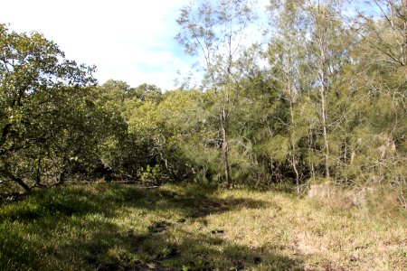SOP-040716-113