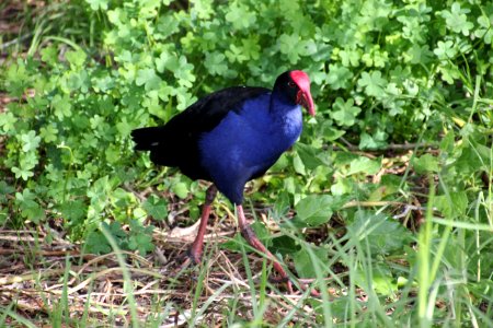 Purple Swamphen. Porphyrio porphyrio