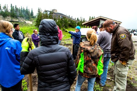 Volunteer Group Planting at Logan Pass 35