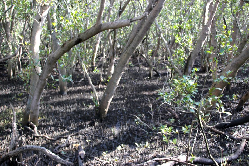 Avicennia marina. Grey Mangrove
