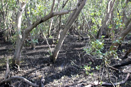 Avicennia marina. Grey Mangrove