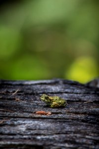 Boreal Toad on a Log photo