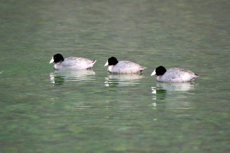 American coots