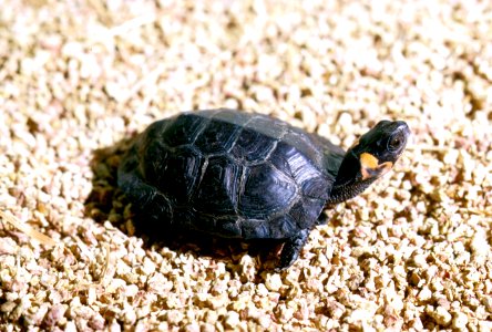 Bog turtle photo