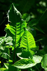 Shine through shades of green shining
