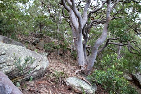 Angophora sp. near Taronga Zoo