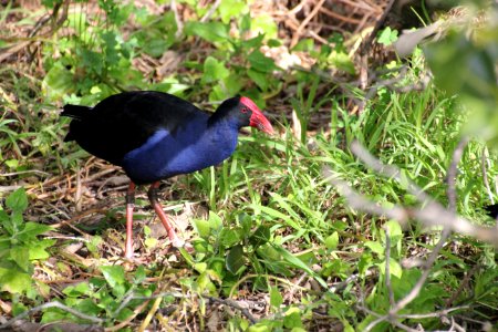 Purple Swamphen. Porphyrio porphyrio