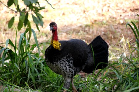 Australian Brush-turkey. Alectura lathami photo