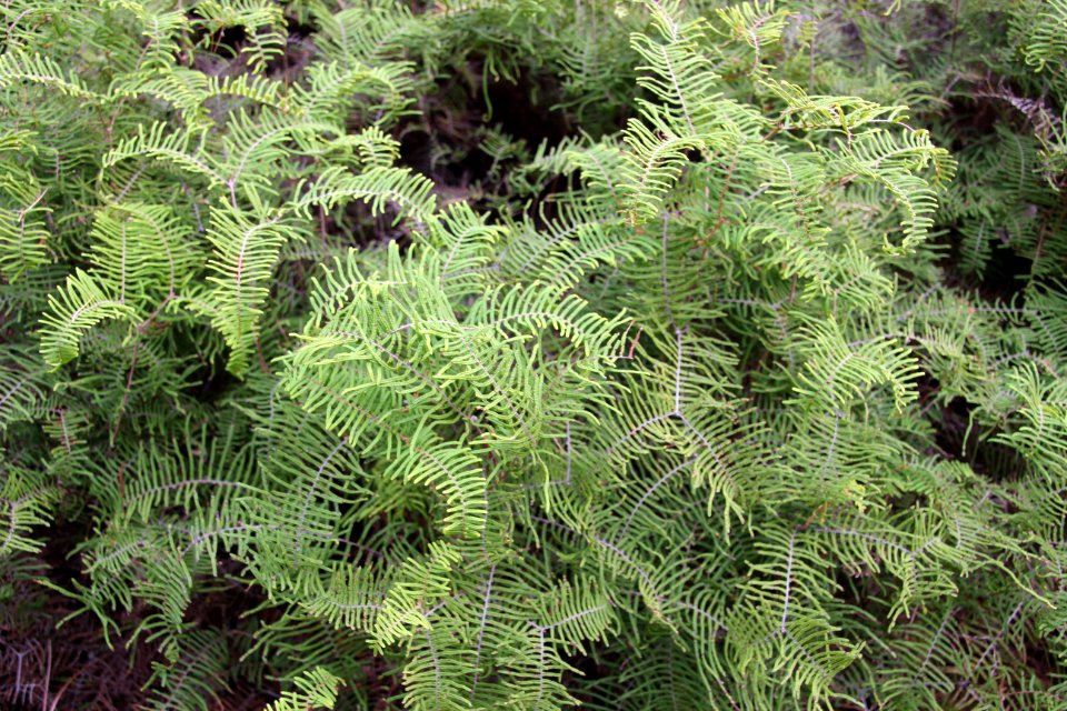 Gleichenia dicarpa. Coral Fern