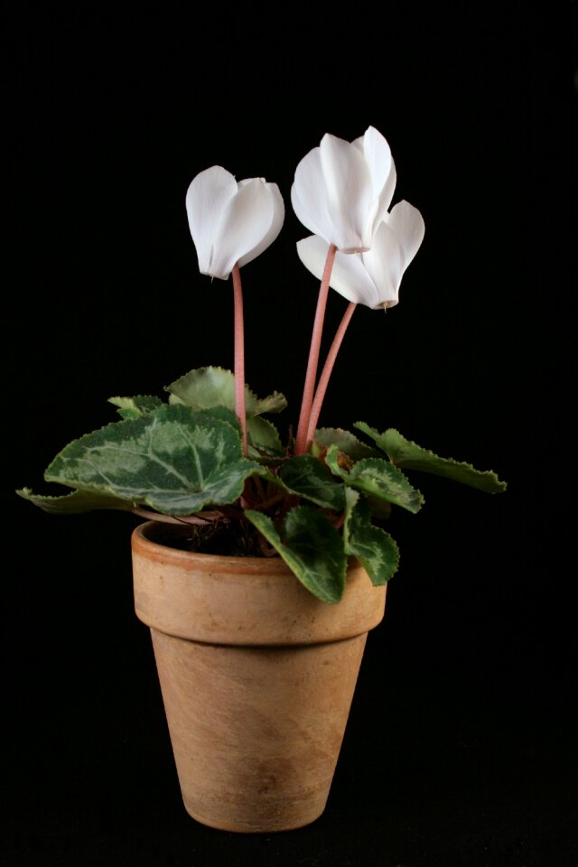 Houseplant white decorative