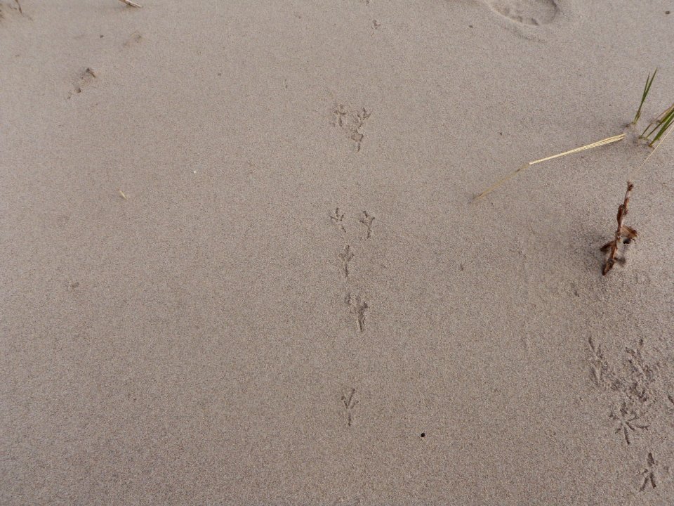 Piping plover tracks