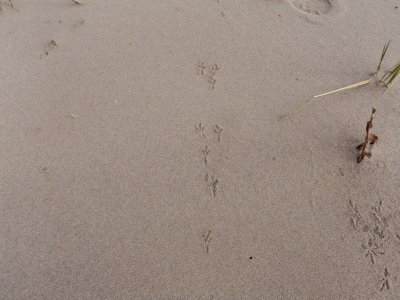 Piping plover tracks