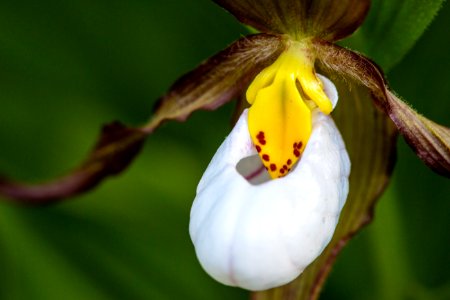 Mountain Lady Slipper (2) - Cypripedium montanum photo