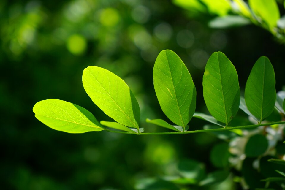 Robinia leaf veins filigree