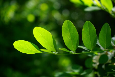 Robinia leaf veins filigree photo