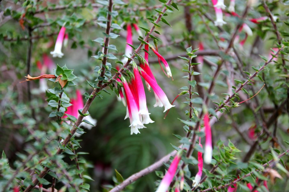Epacris longiflora
