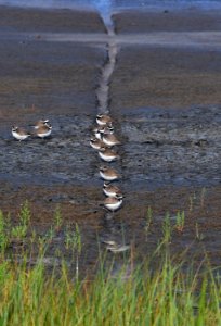 Semipalmated Plovers photo