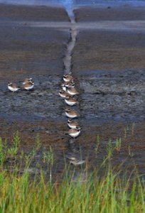 Semipalmated Plovers