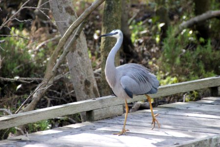 White-faced Heron. Ardea novaehollandaie photo