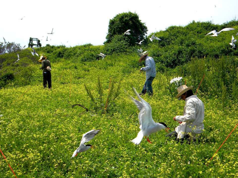 Great Gull Island, NY