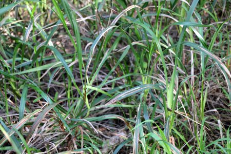 Dianella-caerulea-1