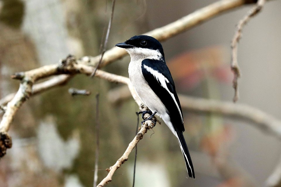  15I9236 Bar-winged Flycatcher-shrike