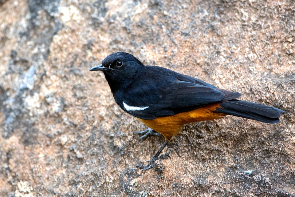 D73A8898-桂红蚁鵖 Mocking Cliff Chat