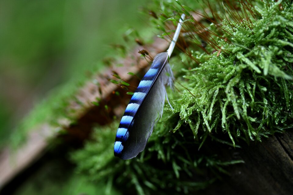 Nature striped close up