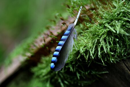 Nature striped close up