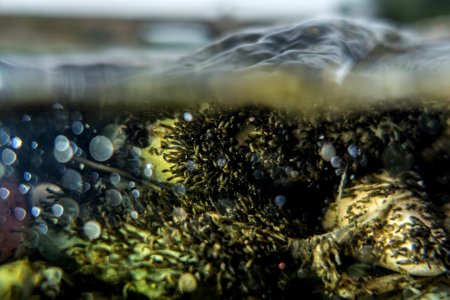 Black Fly Larvae in the St. Mary River