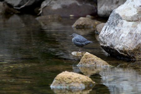 American Dipper
