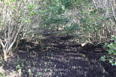 Avicennia marina. Grey Mangrove