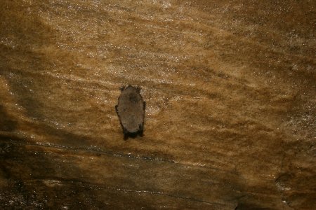 Little brown bat photo