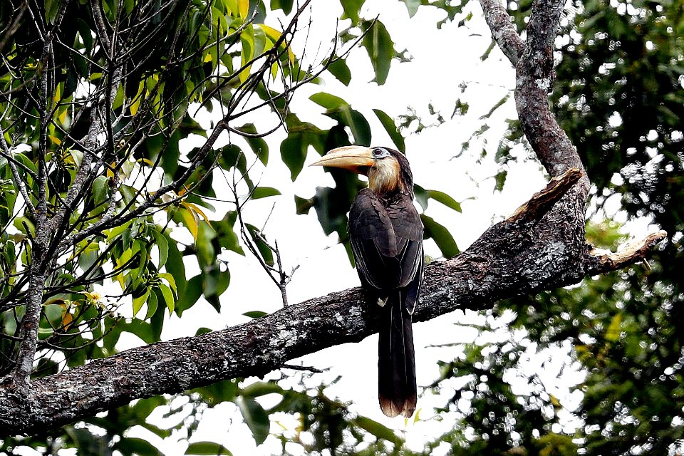  15I9722 白喉犀鸟-Austen's brown hornbill